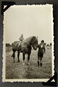 pferd